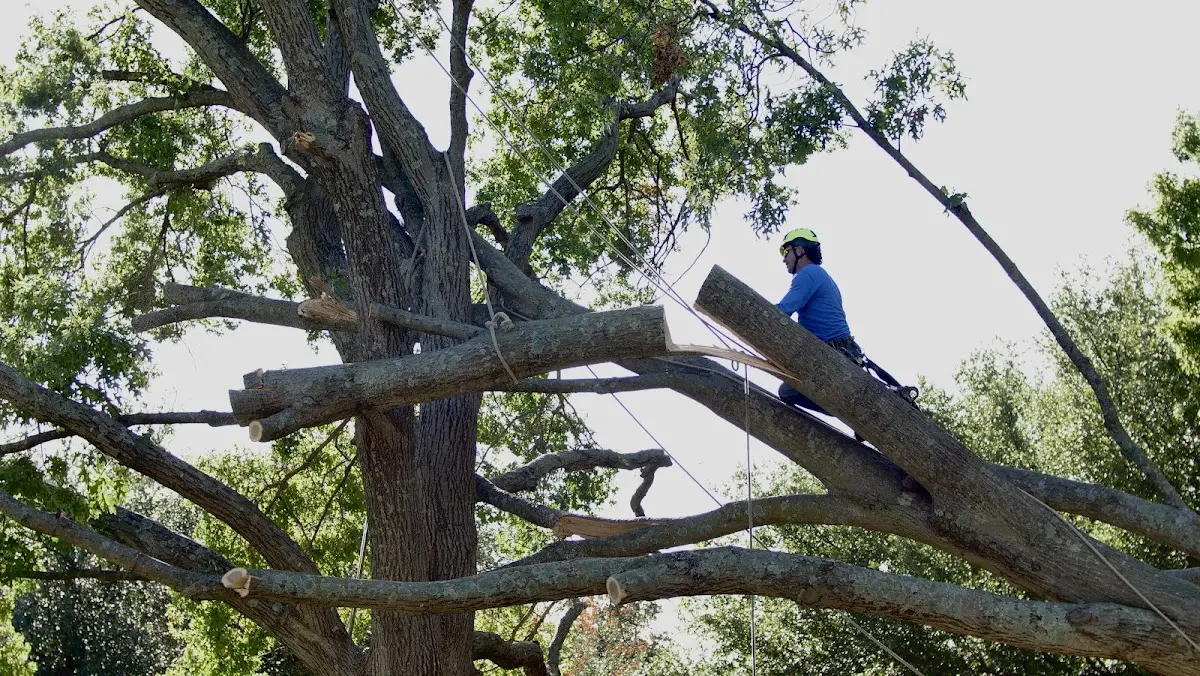 Professional Crown Thinning performed by certified arborists in Sangerville